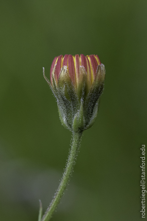 stanford bioblitz2019